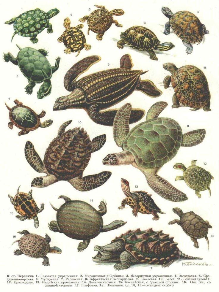 an image of turtles in different positions and sizes