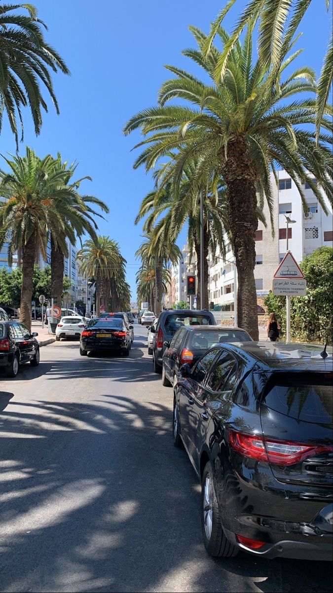 cars parked on the side of a street with palm trees lining both sides and buildings in the background