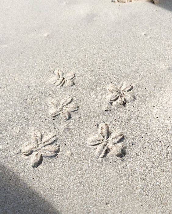 three small flowers are drawn in the sand