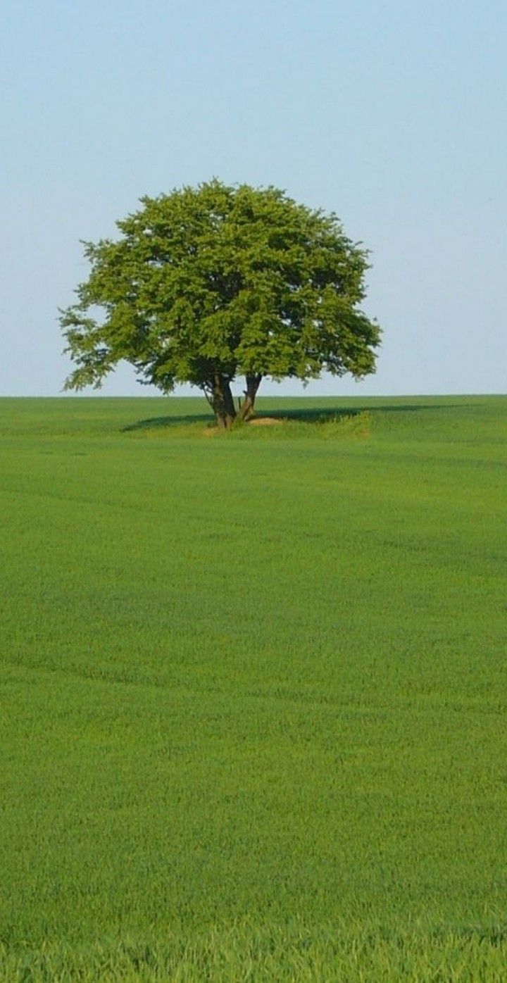 a lone tree stands alone in the middle of a large green field with blue skies