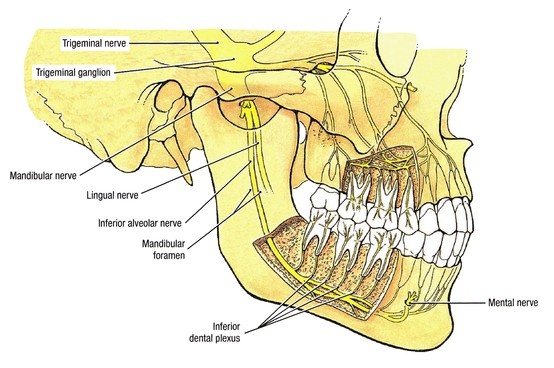 an image of the anatomy of the head and neck