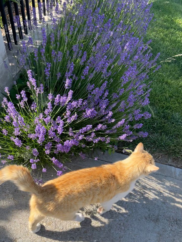 an orange and white cat walking next to purple flowers