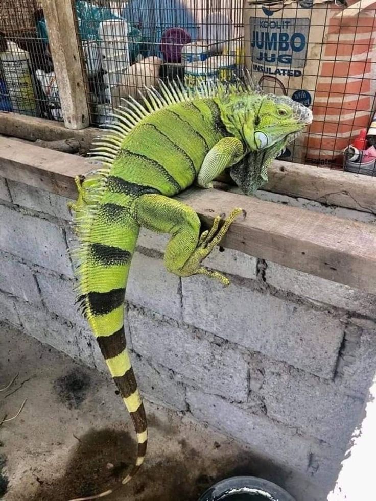 an iguana sitting on top of a stone wall