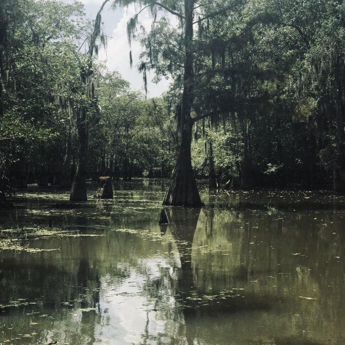 the trees in the water are very tall