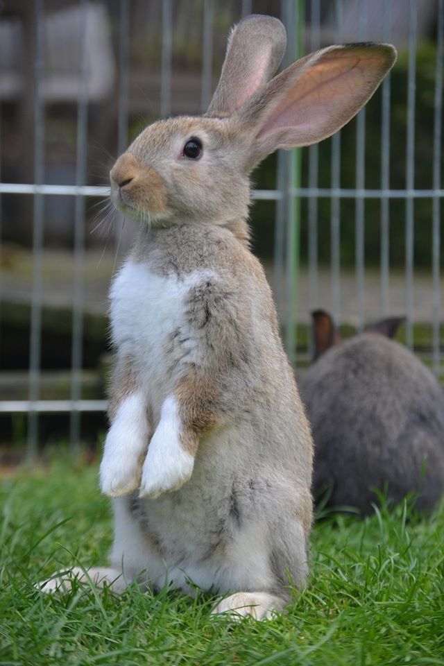 a rabbit sitting on its hind legs in front of a cage with two rabbits behind it