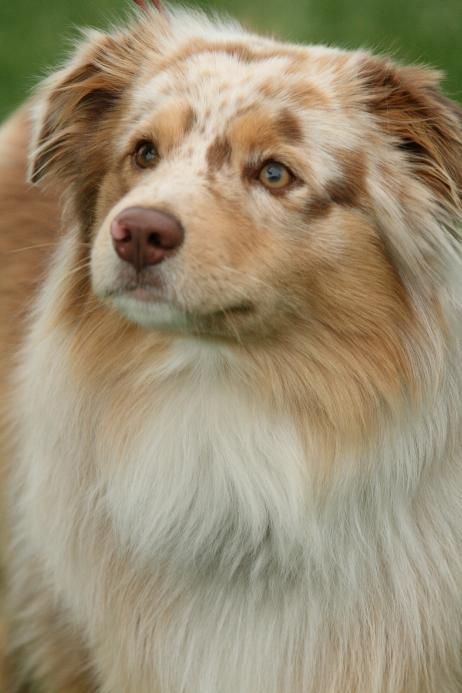 a brown and white dog standing on top of a lush green field