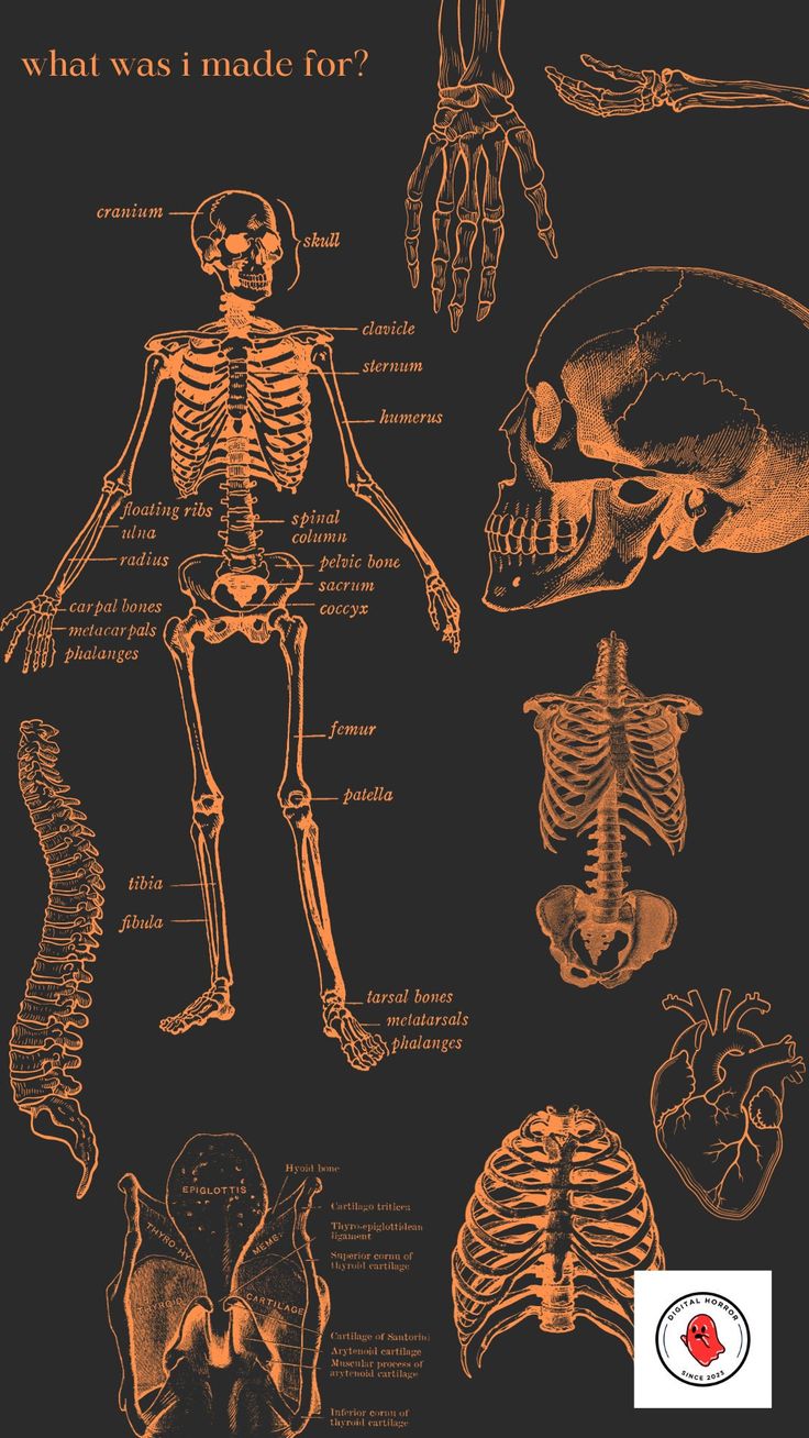 an image of the human skeleton and its skeletal bones in orange ink on black paper