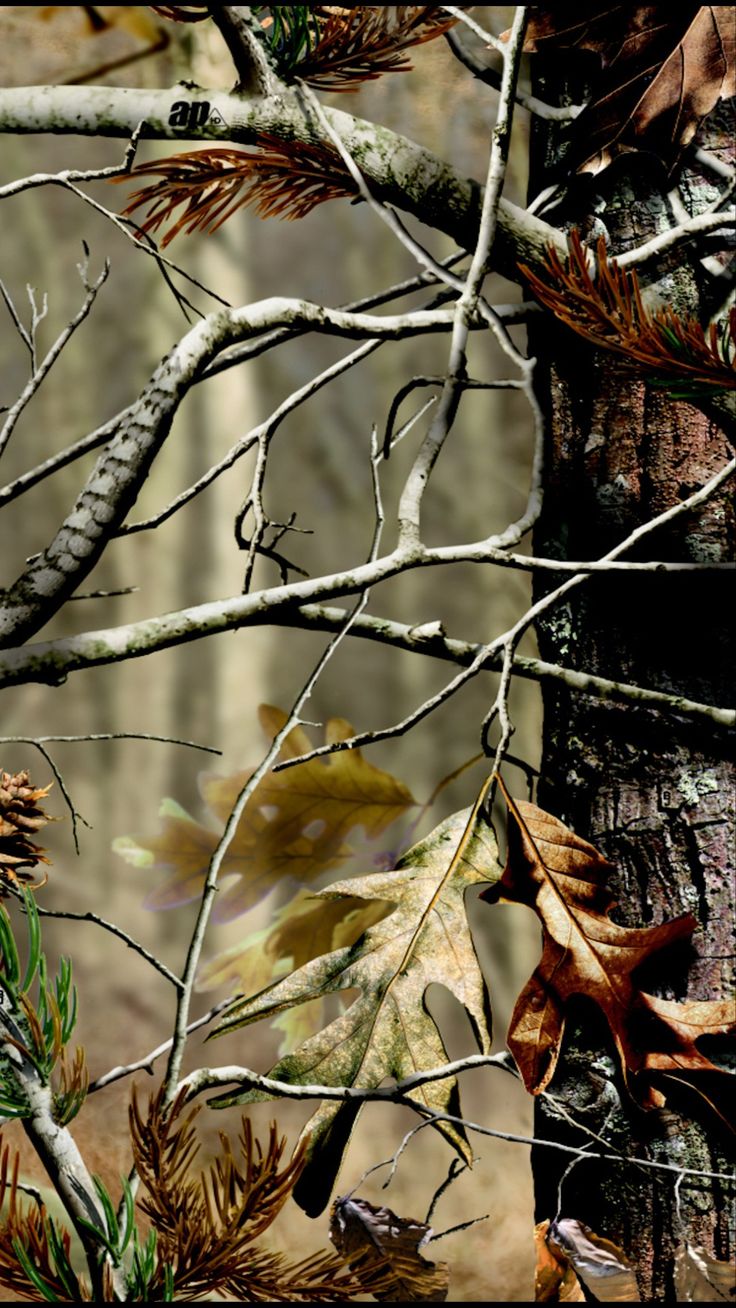 an image of leaves and branches in the woods