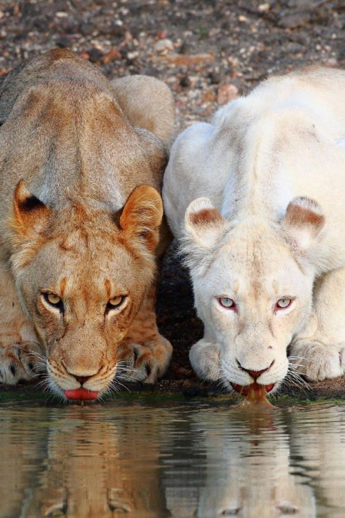 two white lions drinking water from a pond with their reflection in the water and another one looking on