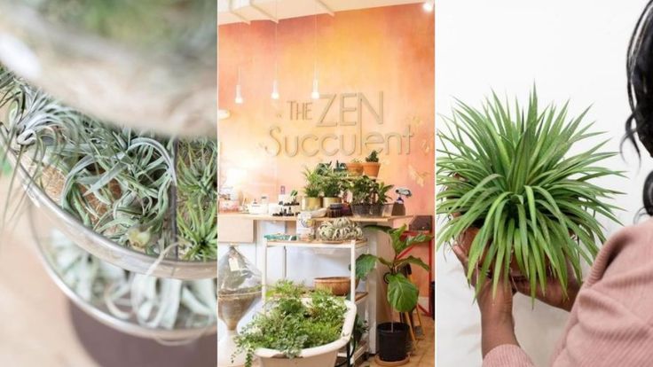 The ZEN Succulent | theZenSucculent.com