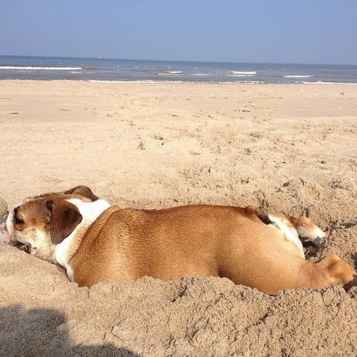 a brown and white dog laying on top of a sandy beach