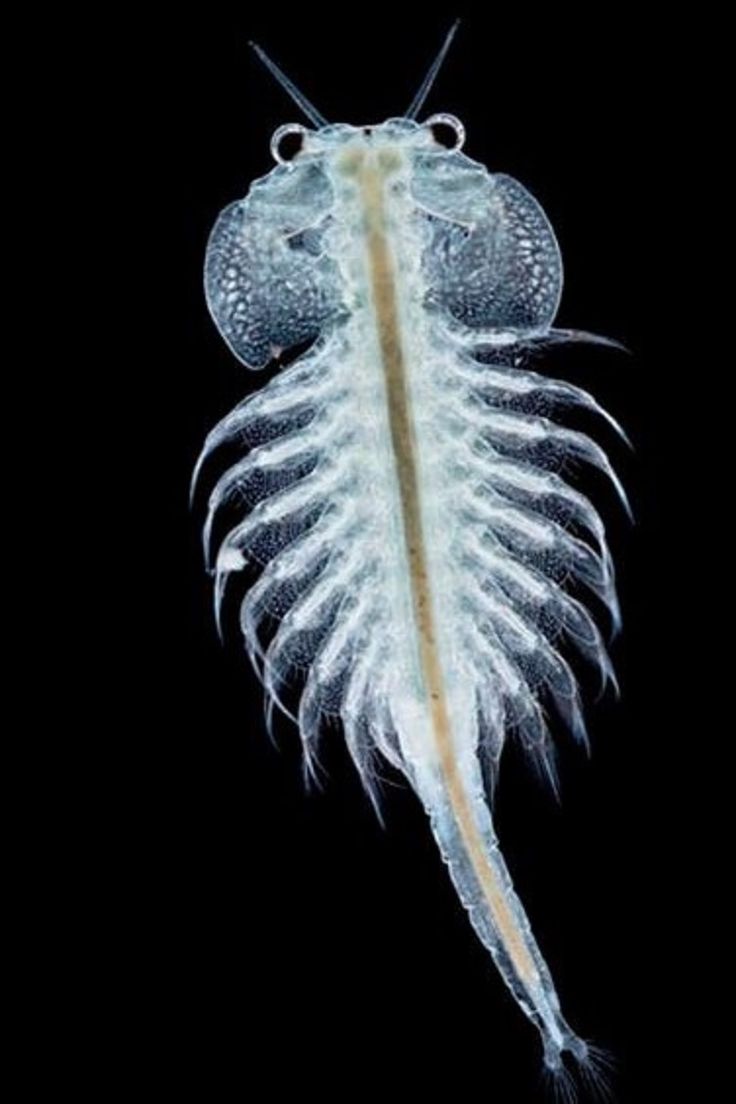 an insect with long legs and wings on it's back end, in the dark