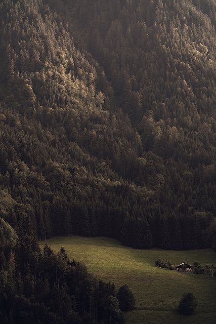 a lush green hillside covered in lots of trees next to a forest filled with tall mountains