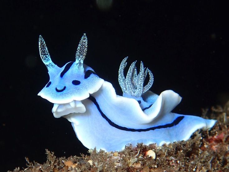 a blue and white sea slug with black spots on it's face