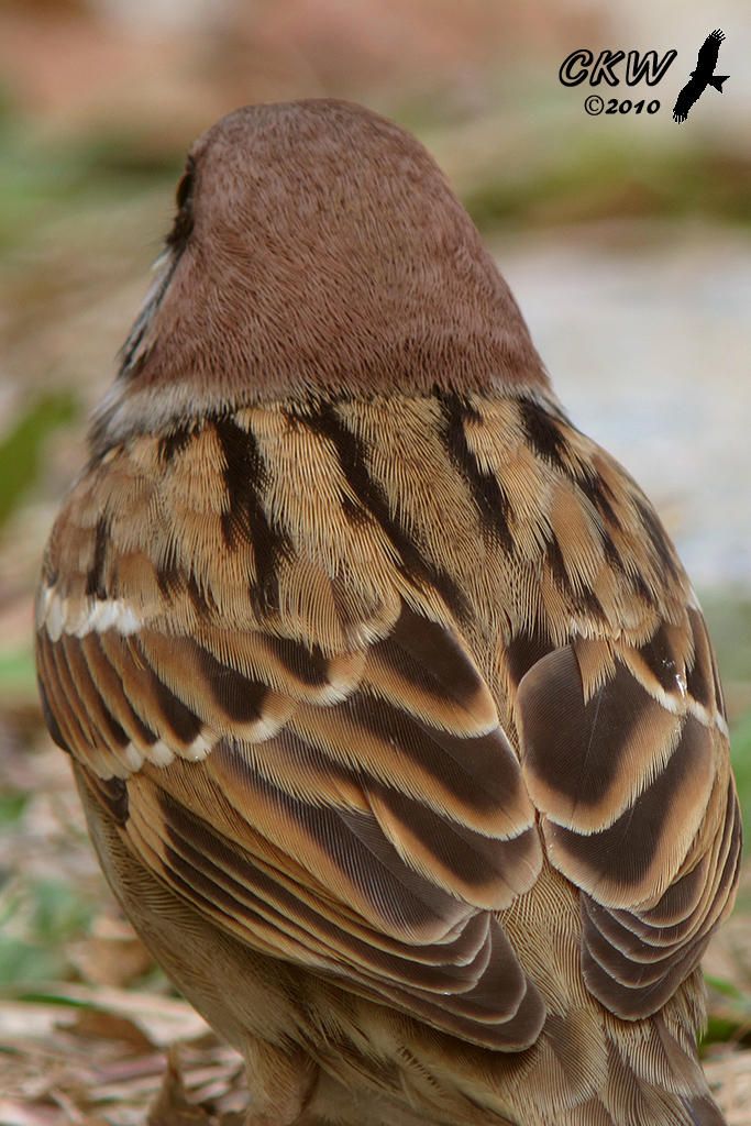 a brown and black bird sitting on the ground