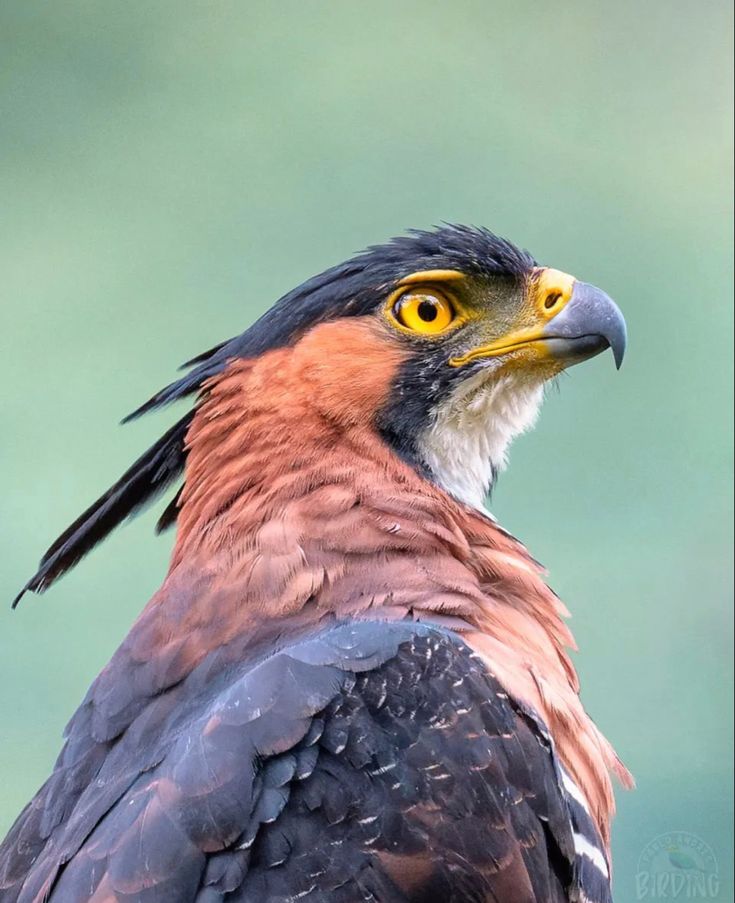 a close up of a bird of prey with yellow eyes