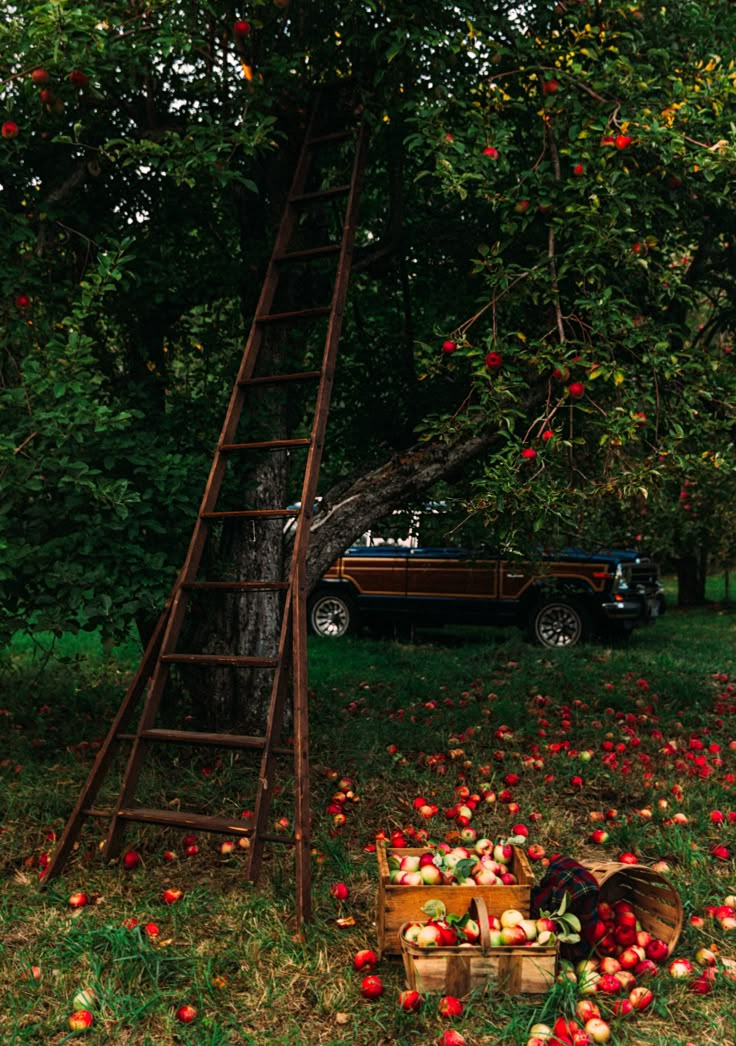 an apple tree with apples falling from it and a ladder leaning up to pick them