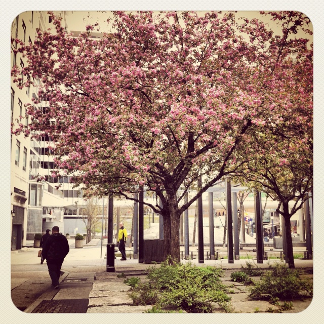 a person walking down a sidewalk next to trees with pink flowers on them and buildings in the background