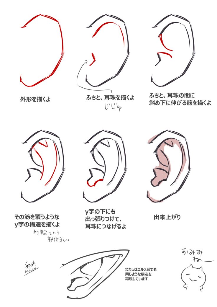 various types of ear shapes and their meanings