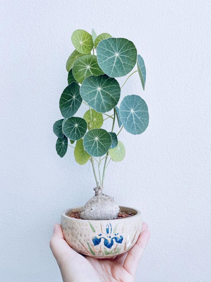 a hand holding a small potted plant with green leaves