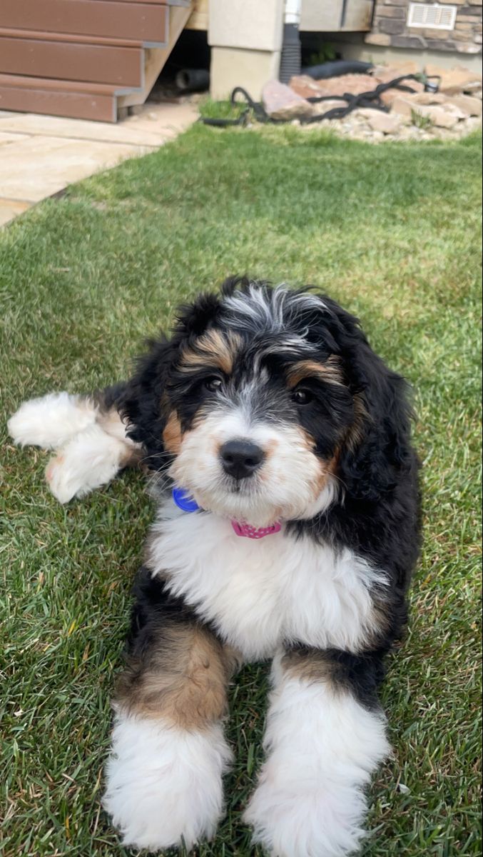 a small black and white dog laying in the grass