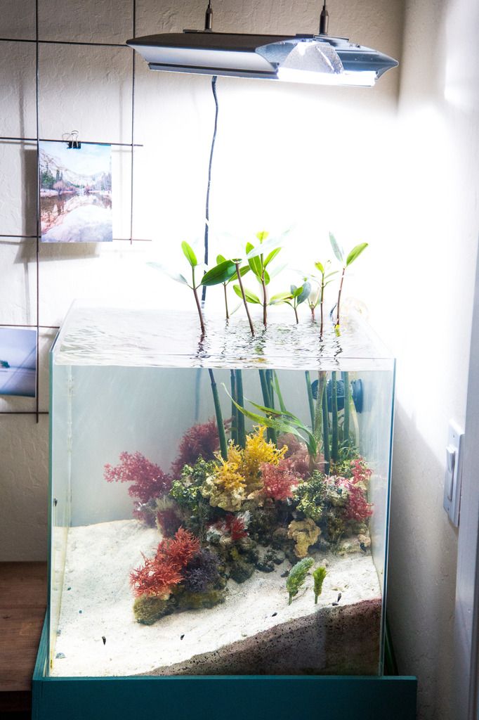 an aquarium with plants growing out of it