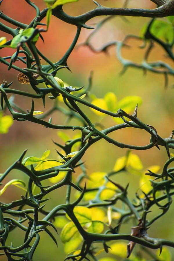 a bird sitting on top of a tree branch next to green leaves and yellow flowers