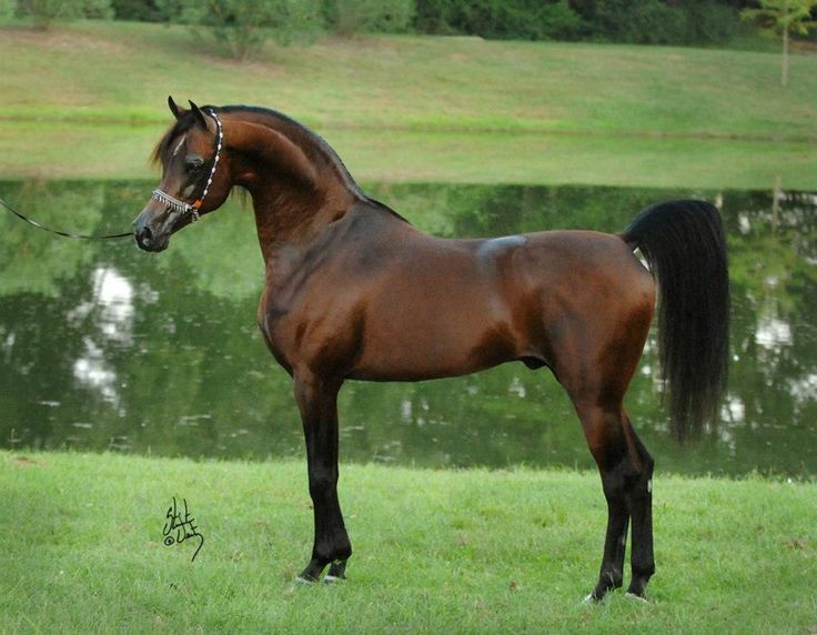 a brown horse standing on top of a lush green field next to a lake with trees in the background