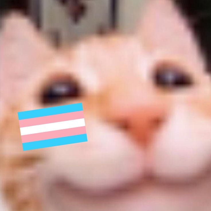 a cat with a flag on it's face