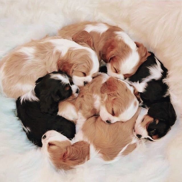 six puppies are curled up in a circle on top of each other and sleeping