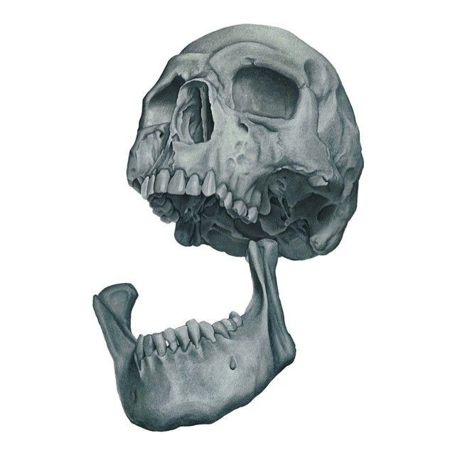 a drawing of a human skull with the lower jaw missing from it's head