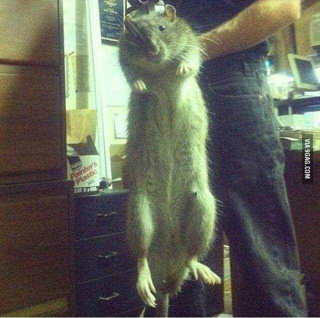 a man holding a rodent up to his face while standing on it's hind legs