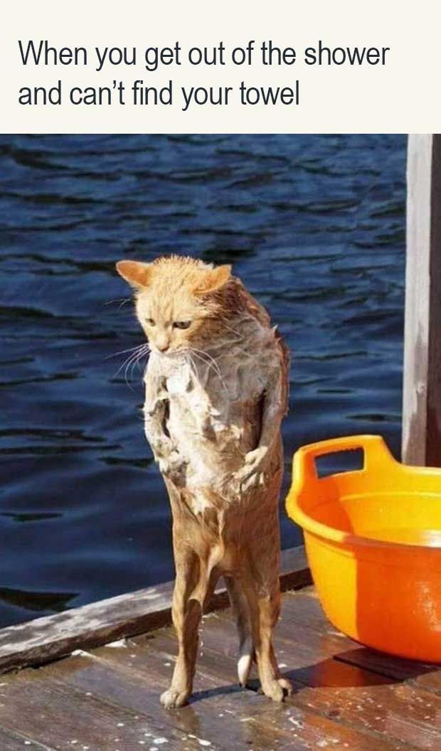 a cat standing on top of a wooden dock next to a yellow bowl and water