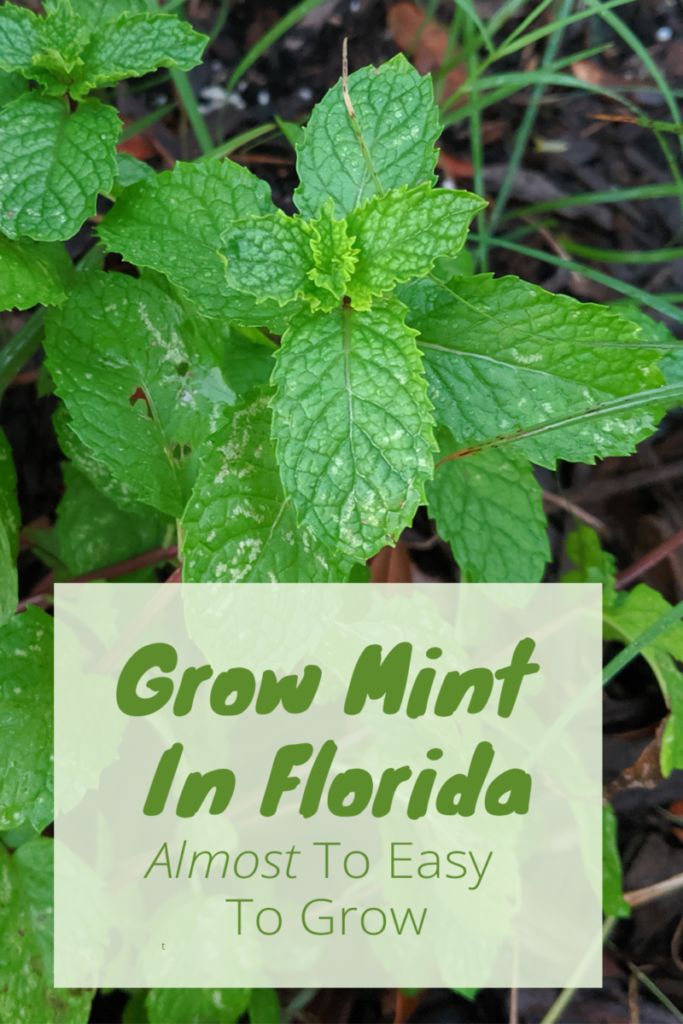 a plant with green leaves and the words grow mint in florida almost to easy to grow