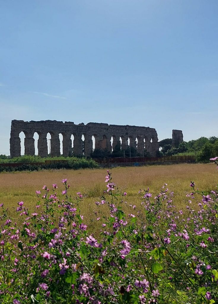 a field with purple flowers and an old structure in the background