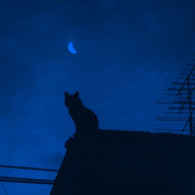 a black cat sitting on top of a roof at night with the moon in the background