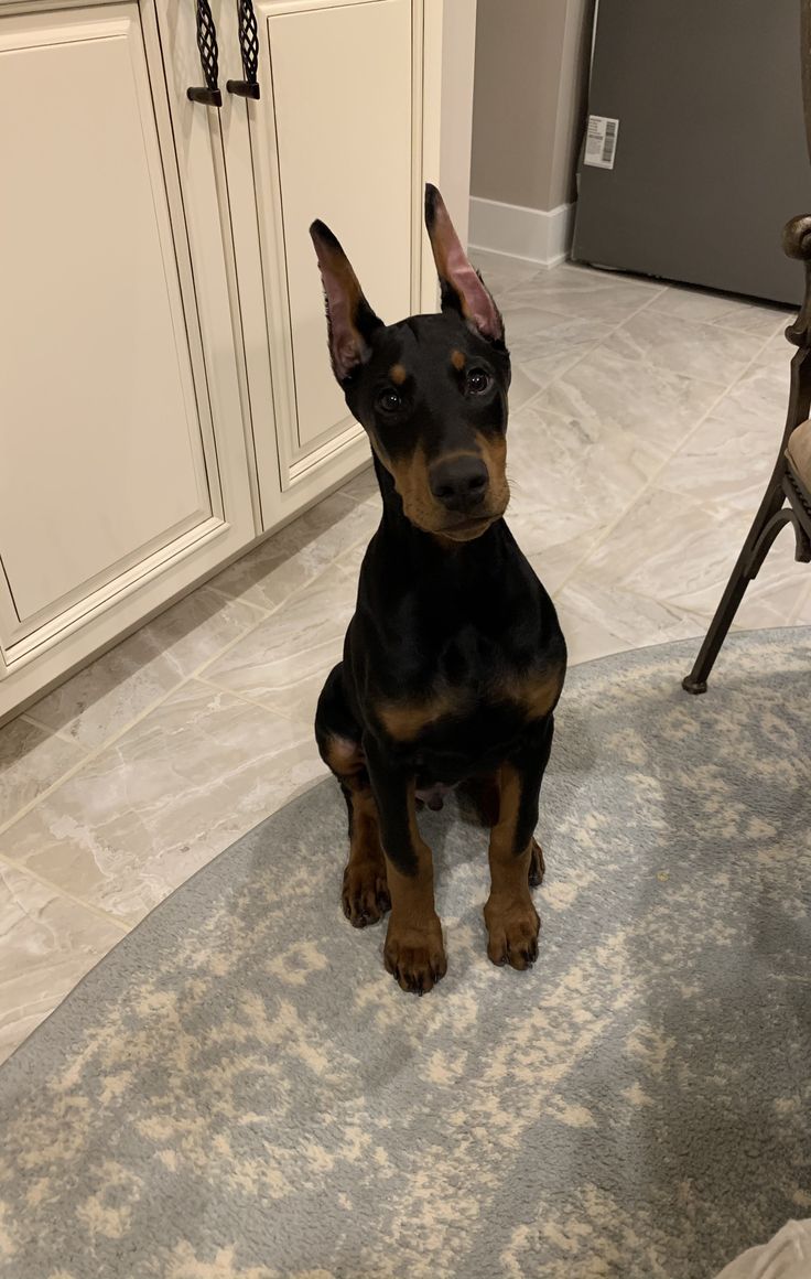 a black and brown dog sitting on top of a kitchen floor next to a chair