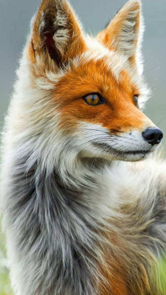 an orange and white fox standing on top of a lush green field