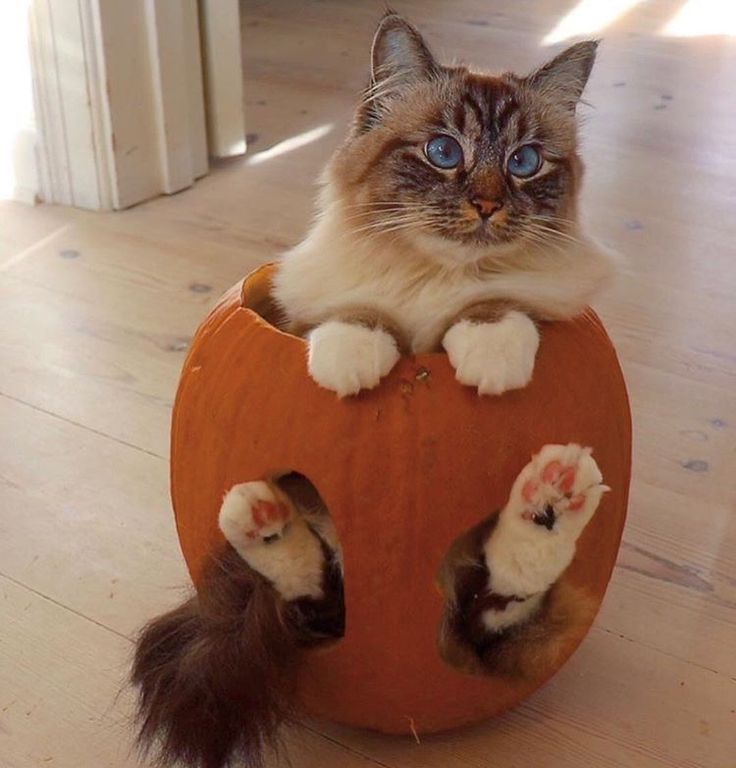 a cat sitting on top of a pumpkin with its paws in the hole and eyes wide open