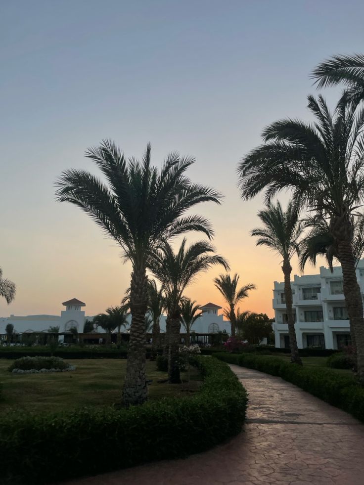 palm trees line the pathway to an apartment complex at sunset in front of some buildings