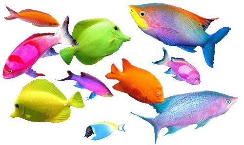 a group of different colored fish swimming in the ocean on a white backgroud