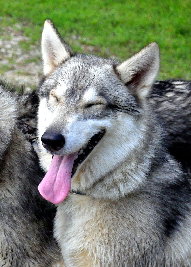 two gray and white dogs with their mouths open