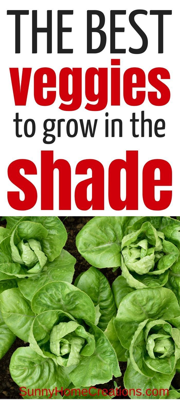 the best veggies to grow in the shade with text overlay that reads, the best veggies to grown in the shade