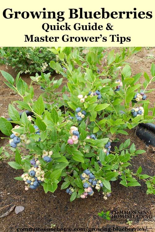 a bush with blue berries growing on it in the middle of a dirt area next to other plants