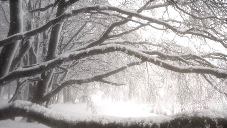 snow covered trees line the street in front of a bench on a winter's day