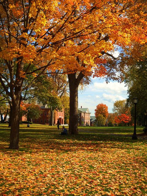 autumn leaves on the ground and trees with buildings in the background