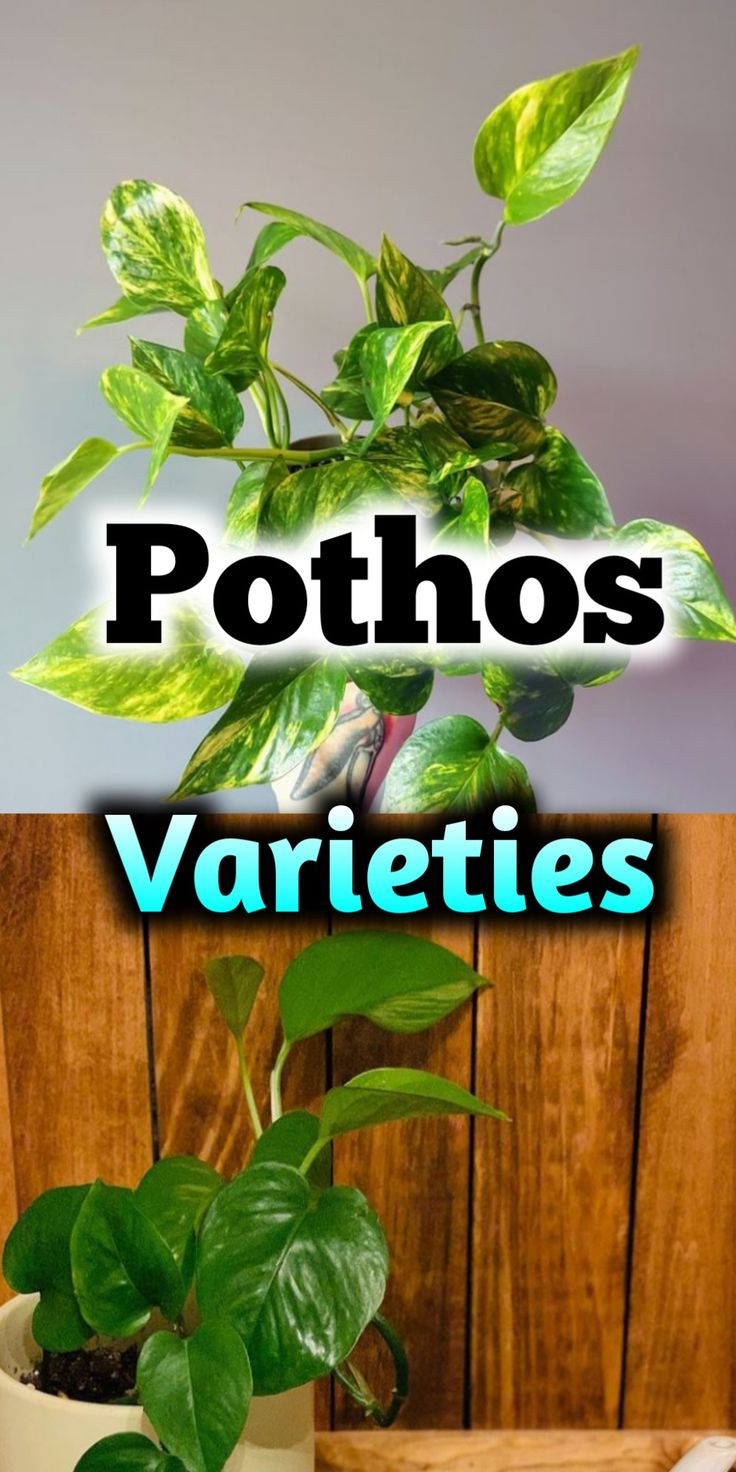 Pothos Varieties Pothos Types, Pothos Varieties, N’joy Pothos, Pothos Plant Care, Marble Queen Pothos, Neon Pothos, Plant Care Houseplant, Golden Pothos, Green Queen