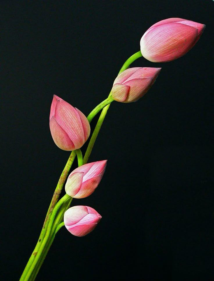 three pink flowers in a vase on a black background with the stems still attached to it