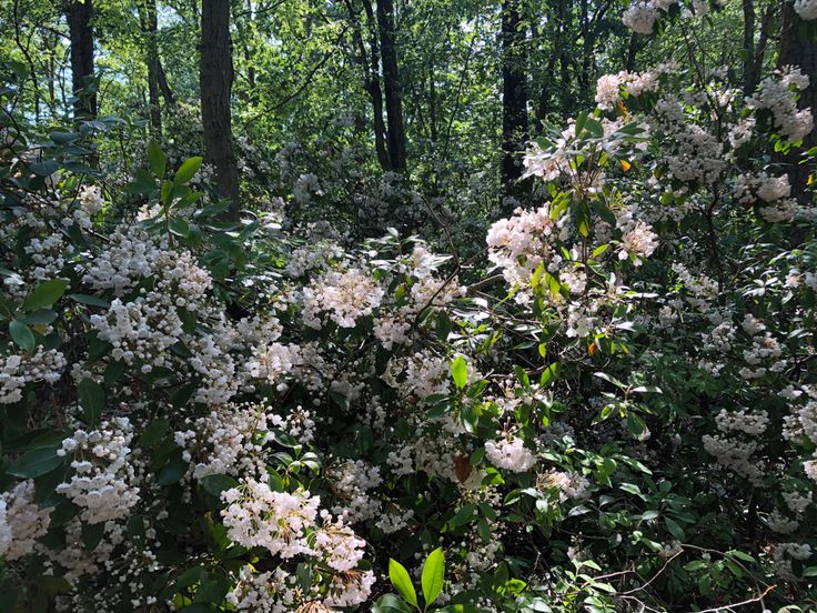 some white flowers and trees in the woods