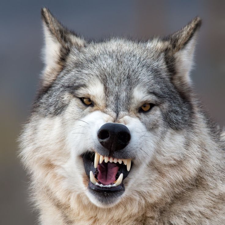 a wolf with its mouth open showing teeth